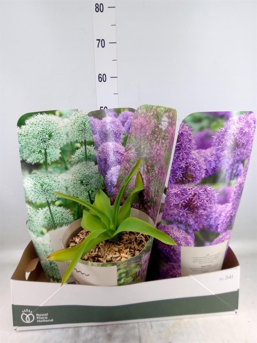 <h4>Allium   ...</h4>