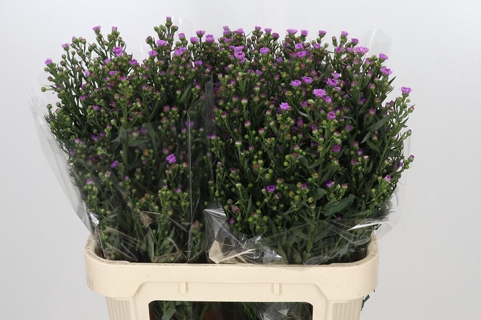 <h4>Aster Painted Lady</h4>