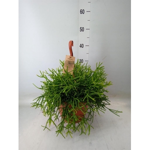 Rhipsalis heteroclada