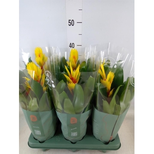 Vriesea  'Intenso Yellow Flame'