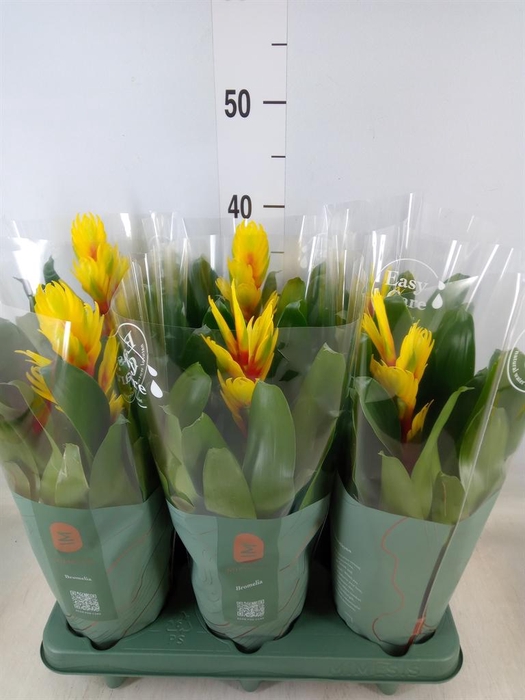 <h4>Vriesea  'Intenso Yellow Flame'</h4>