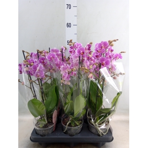 Phalaenopsis multi. 'FC Friday Fli'