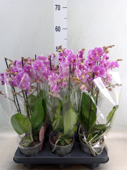 <h4>Phalaenopsis multi. 'FC Friday Fli'</h4>