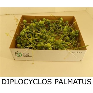 Diplocyclos Palmatus