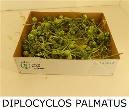 Diplocyclos Palmatus