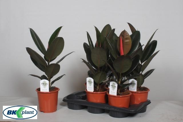 <h4>FIC EL ABIDJAN</h4>