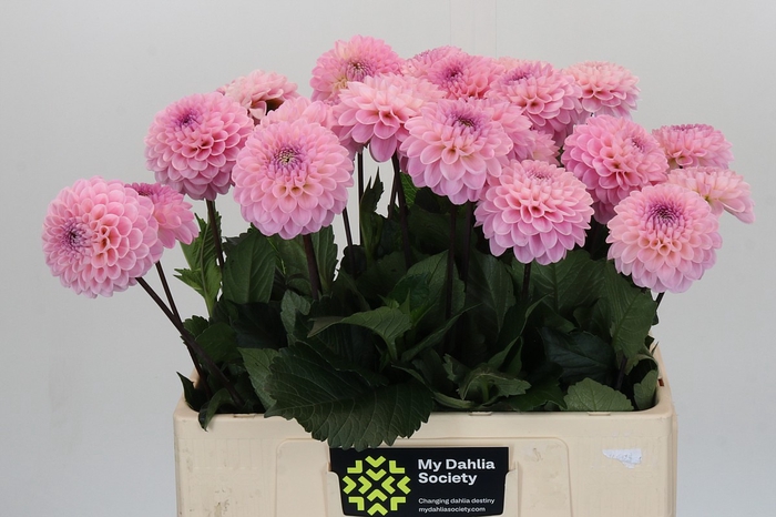 Dahlia Wizard of Oz