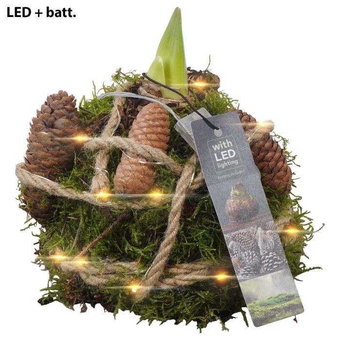 <h4>Arr.  Hippeastrum  L%</h4>