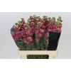 Matthiola Iron Apricot