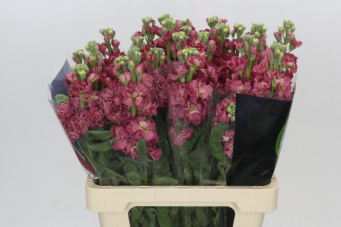 <h4>Matthiola Iron Apricot</h4>
