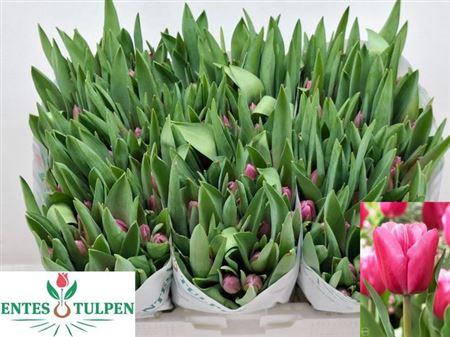 <h4>Tu En Jumbo Pink</h4>