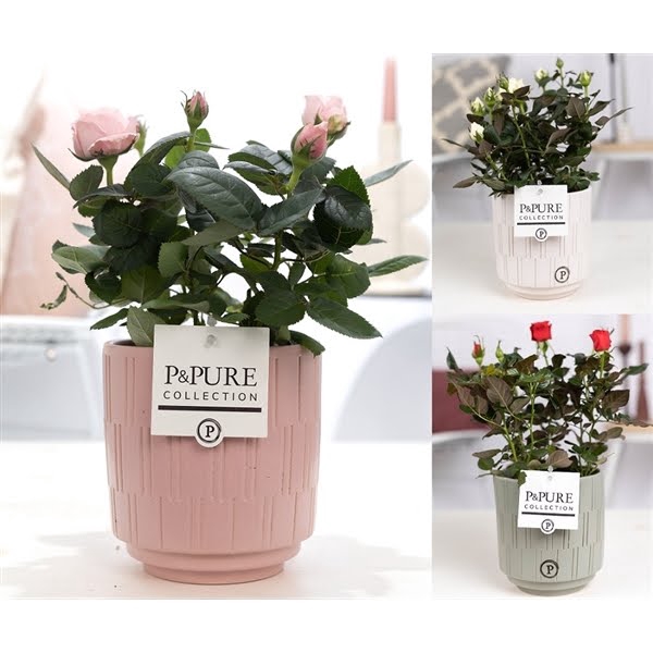 <h4>Rosa gemengd in P&PURE Tess 2 ceramics ass. 3</h4>