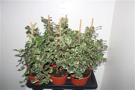 <h4>Fic Natal Sweetheart</h4>