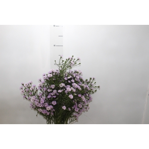 ASTER PLUS 070 CM MIN 20 GRAMAS LILAS
