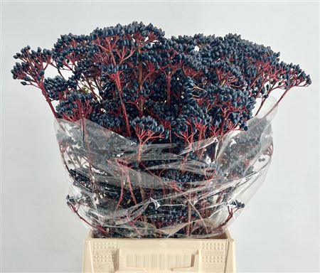 <h4>Viburnum Berry Blue P Bunch</h4>