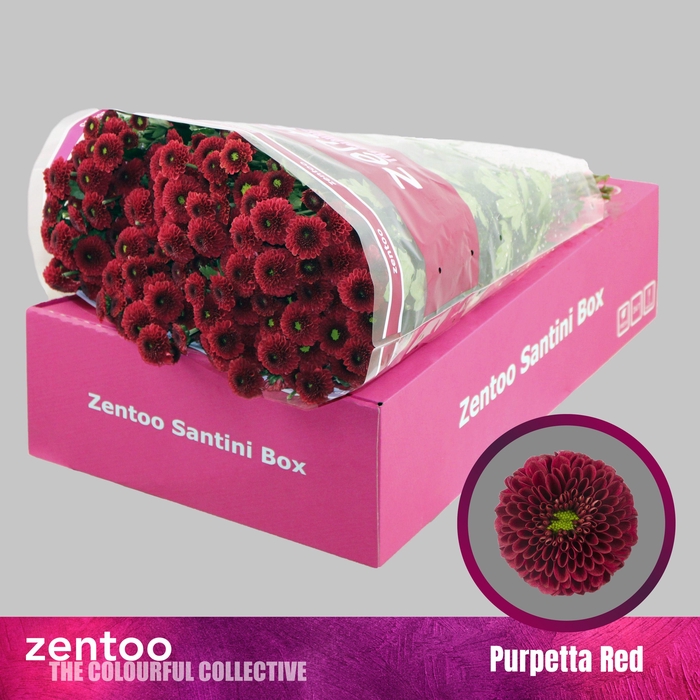 <h4>CHR S PURPETTA RED</h4>