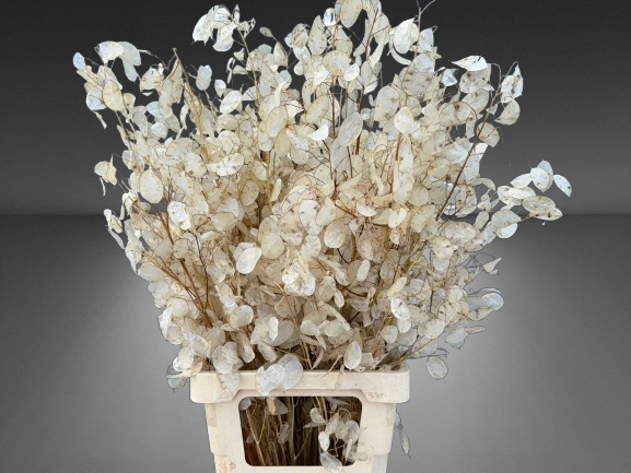 <h4>LUNARIA ANN GROENE P</h4>