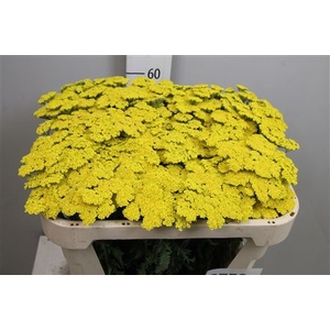 Achillea  'Moonshine'