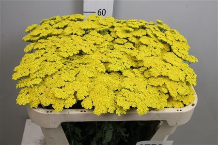 <h4>Achillea  'Moonshine'</h4>