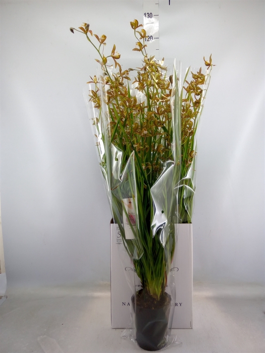 <h4>Cymbidium   ...</h4>