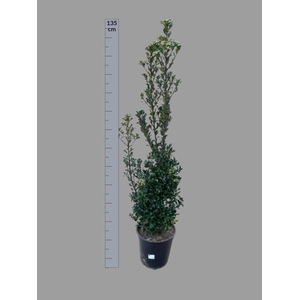 ILEX MESERVEAE