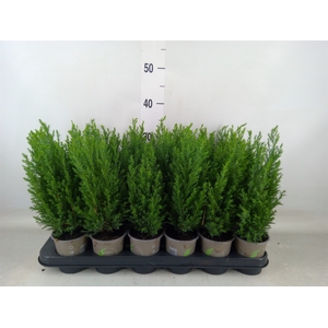 Chamaecyparis laws. 'Ellwoodii'
