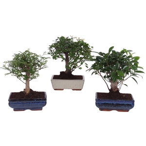 Bonsai (Indoor) Gemengd Keramiek