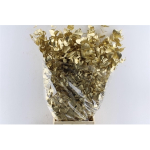 Euca Cinerea Metal Gold