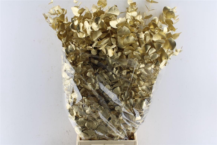 <h4>Euca Cinerea Metal Gold</h4>