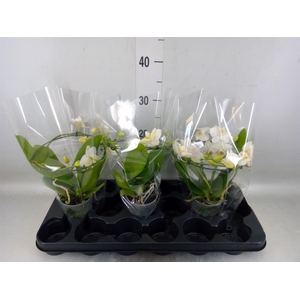 Phalaenopsis multi.   ...white