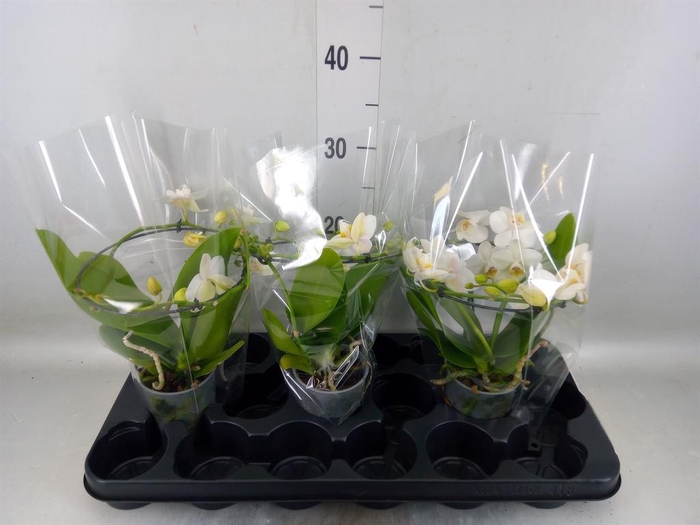 <h4>Phalaenopsis multi. ...white</h4>
