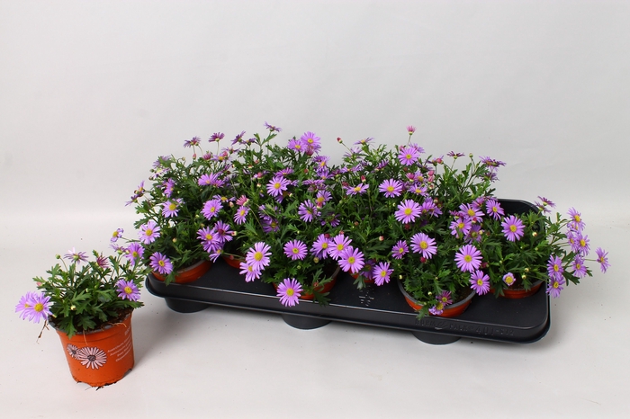 <h4>BRACH BRAS VIOLET</h4>