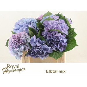HYDR M ELBTAL BL