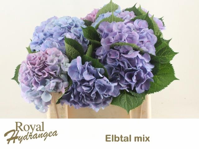 <h4>HYDR M ELBTAL BL</h4>