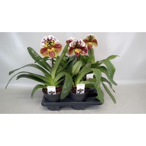 Paphiopedilum  'Amerikaanse hybrid'