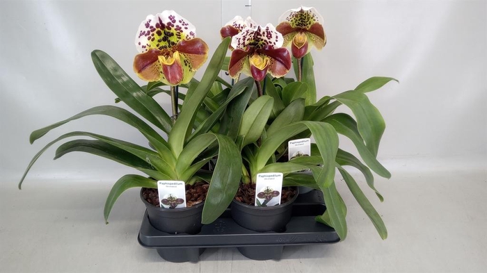 <h4>Paphiopedilum  'Amerikaanse hybrid'</h4>