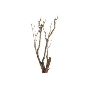 Syringa Branch Super Joplin