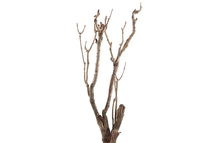 <h4>Syringa Branch Super Joplin</h4>