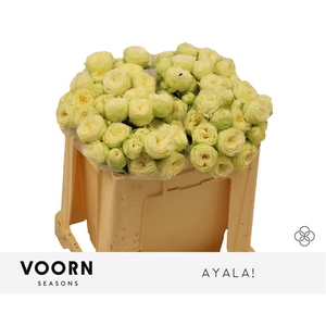 Rosa spray ayala!