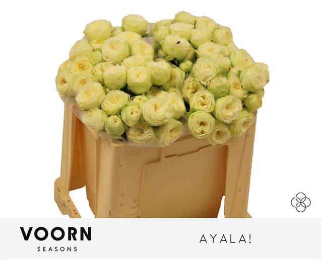 <h4>Rosa spray ayala!</h4>