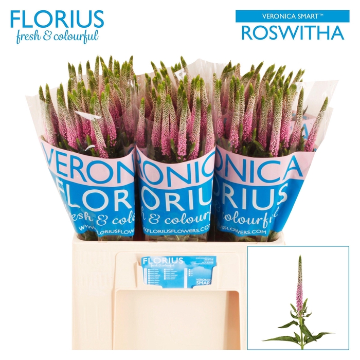 <h4>VERON SMART ROSWITHA</h4>