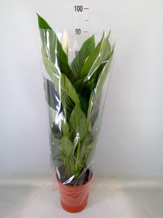 <h4>Spathiphyllum  'Sweet Lauretta'</h4>