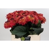 Dahlia Dancing Don