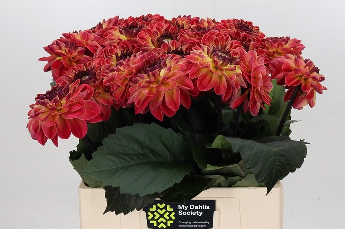 Dahlia Dancing Don