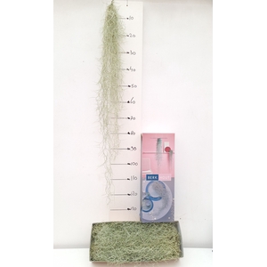 TILL USNEOIDES