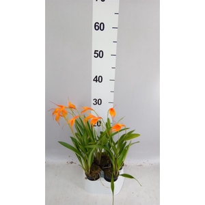 Orchideeen   ...