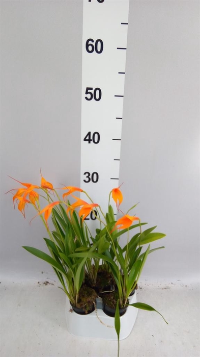 <h4>Orchideeen ...</h4>
