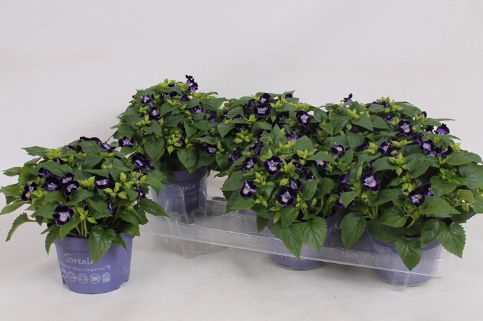 <h4>TORENIA KAUAI D BLUE</h4>