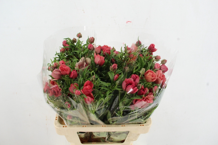 <h4>RAN MODERNA VEGA</h4>