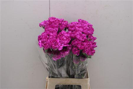 <h4>Di St Frenessi</h4>